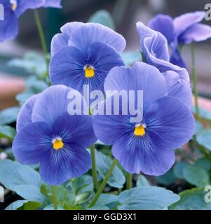 Viola - `Universal Plus True Blue' Winter Pansies   ANN086891 Stock Photo